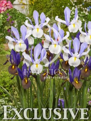 botanic stock photo Iris