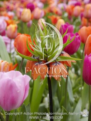 botanic stock photo Fritillaria