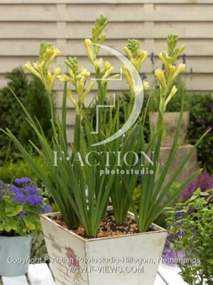 botanic stock photo Polianthes