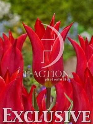 botanic stock photo Tulipa