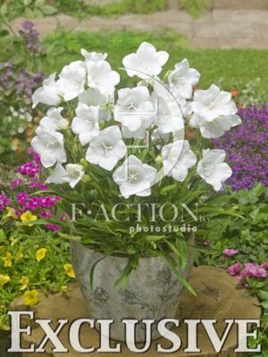 botanic stock photo Campanula