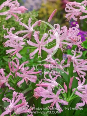 botanic stock photo Nerine