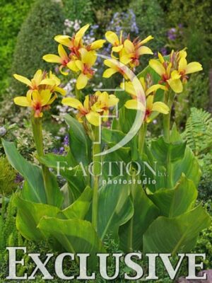 botanic stock photo Canna