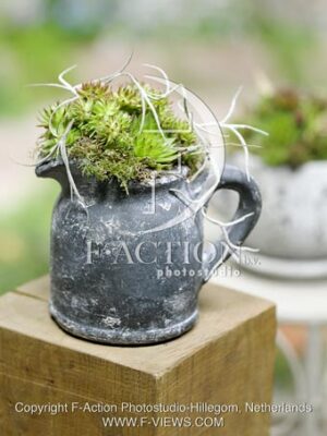 botanic stock photo Sempervivum