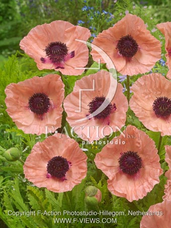 botanic stock photo Papaver
