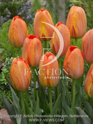 botanic stock photo Tulipa