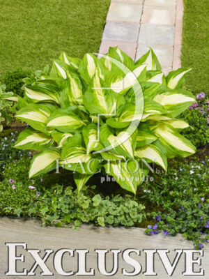 botanic stock photo Hosta