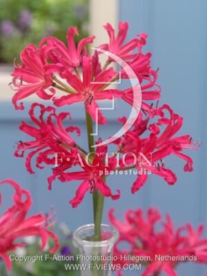 botanic stock photo Nerine