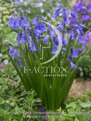 botanic stock photo Hyacinthoides