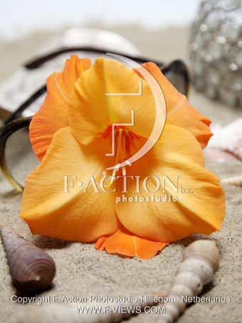 botanic stock photo Gladiolus