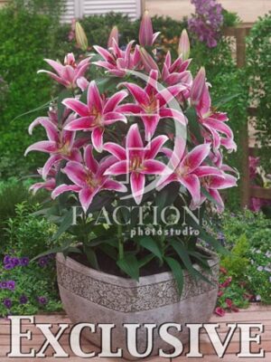 botanic stock photo Lilium