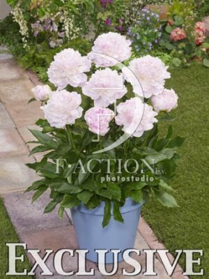 botanic stock photo Paeonia
