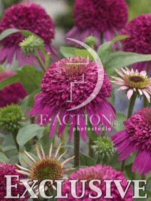 botanic stock photo Echinacea