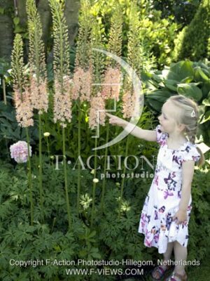 botanic stock photo Eremurus