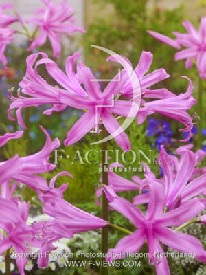 botanic stock photo Amarine