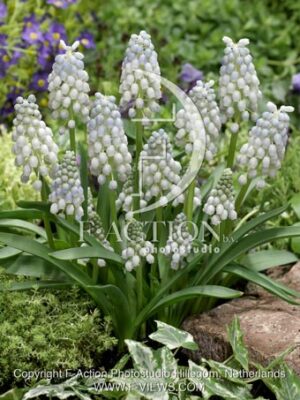 botanic stock photo Muscari