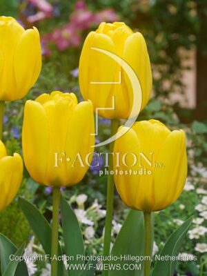 botanic stock photo Tulipa