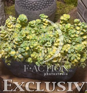 botanic stock photo Sedum