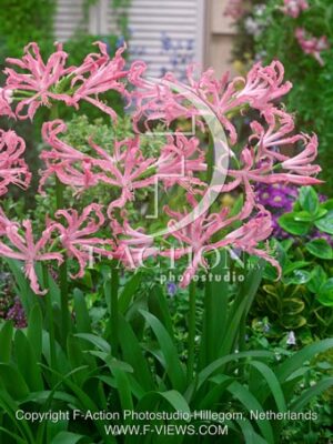 botanic stock photo Nerine