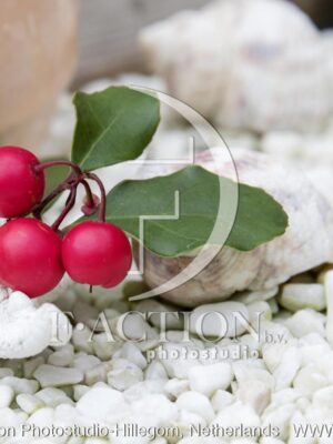 botanic stock photo Gaultheria