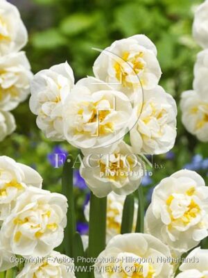 botanic stock photo Narcissus