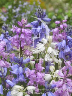 botanic stock photo Hyacinthoides