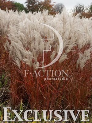 botanic stock photo Miscanthus