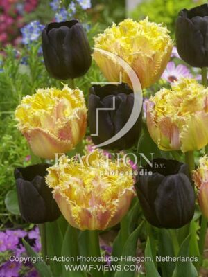 botanic stock photo Tulipa