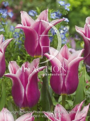 botanic stock photo Tulipa