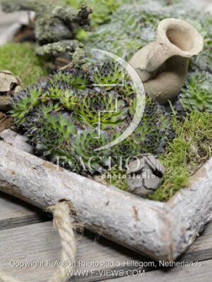 botanic stock photo Sempervivum