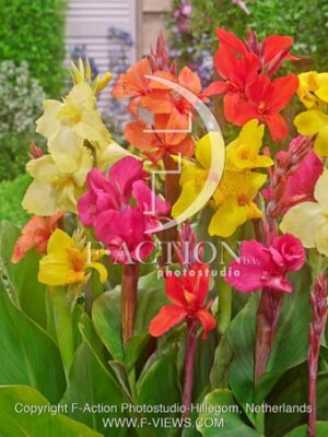 botanic stock photo Canna