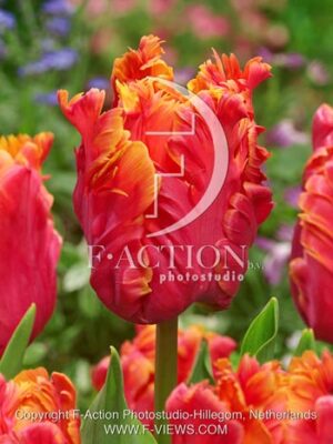 botanic stock photo Tulipa