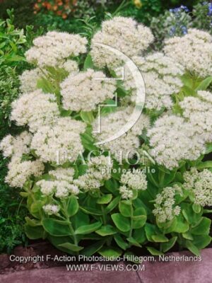 botanic stock photo Sedum