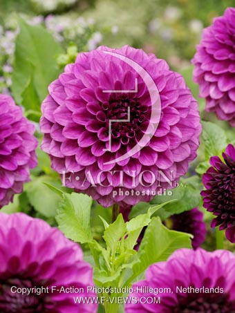 botanic stock photo Dahlia