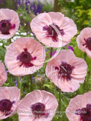 botanic stock photo Papaver