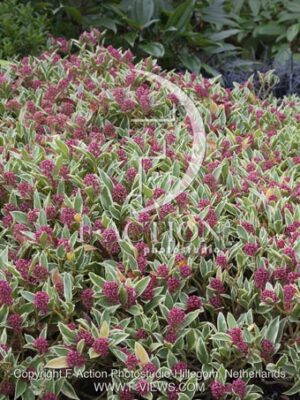 botanic stock photo Skimmia