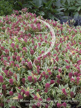 botanic stock photo Skimmia