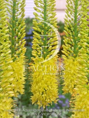 botanic stock photo Eremurus
