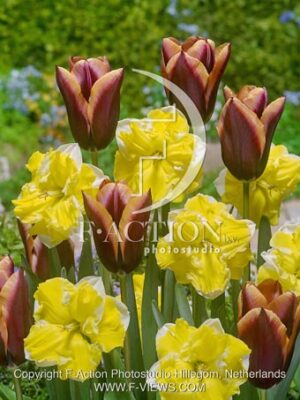 botanic stock photo Tulipa