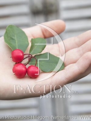 botanic stock photo Gaultheria