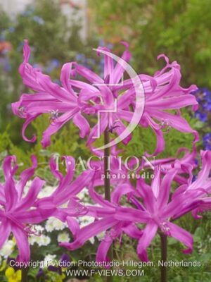 botanic stock photo Amarine