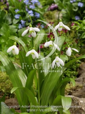 botanic stock photo Galanthus