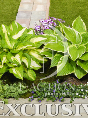 botanic stock photo Hosta
