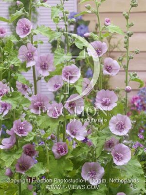 botanic stock photo Alcalthaea