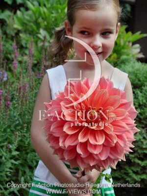botanic stock photo Dahlia