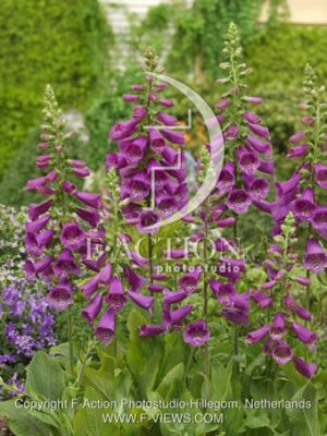 botanic stock photo Digitalis