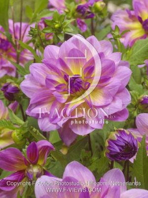 botanic stock photo Dahlia