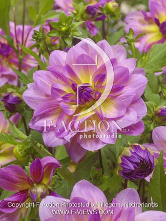 botanic stock photo Dahlia