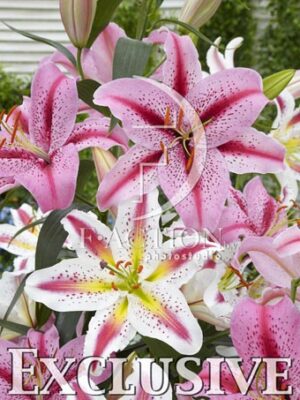 botanic stock photo Lilium