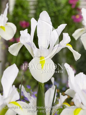 botanic stock photo Iris